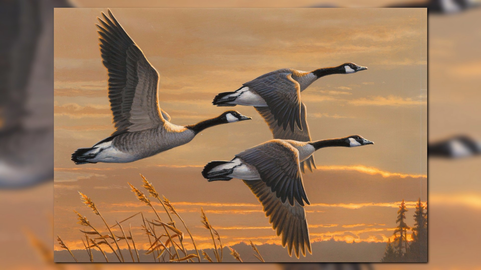 MN brothers dominate duck stamp contest kare11